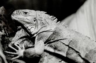 Looking mean: Iguanas are naturally camouflaged so they can hide