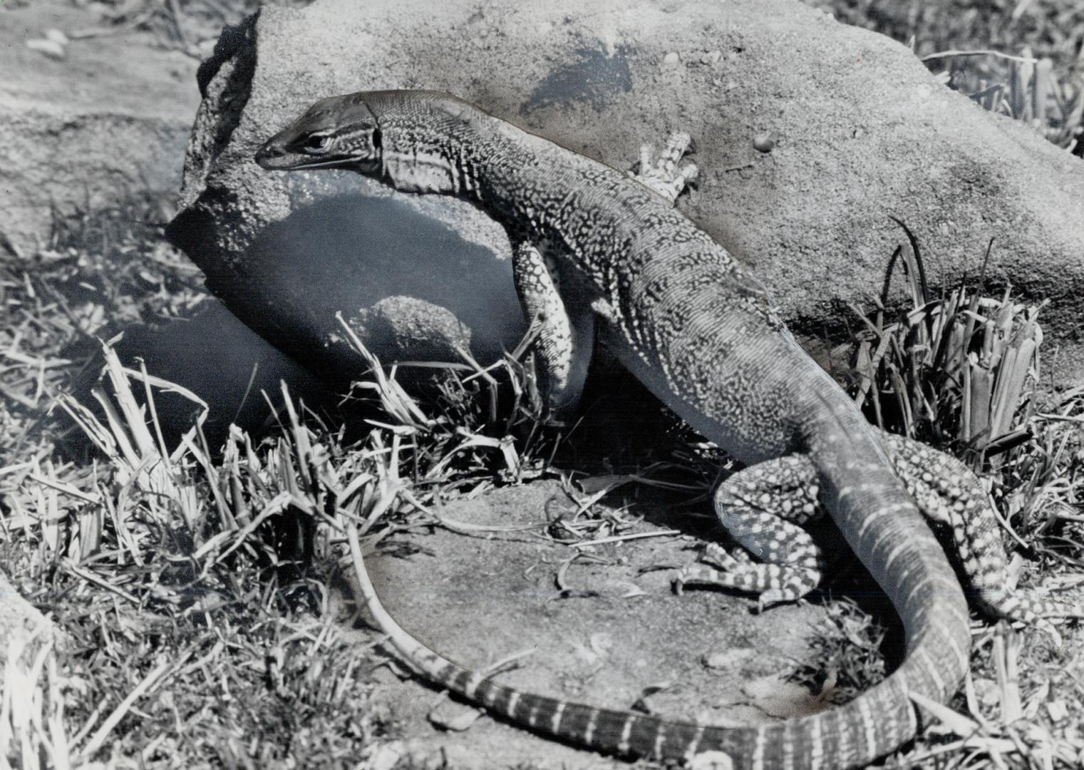 Goanna is one of many animals that makes visit to Australia like going back in time macine