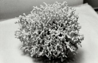 Shrub coral