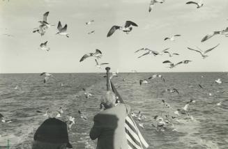 Eating on the fly. Birds following a Texas guff coast four boat mooch for popcorn from passenger. Until April 10, the tour boat Whooping Crane takes v(...)