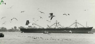 Welcoming committee, Fleets of airborne and swimming Canada geese provide a natural welcoming committee to the ocean cargo vessel XIII Congreso as it (...)