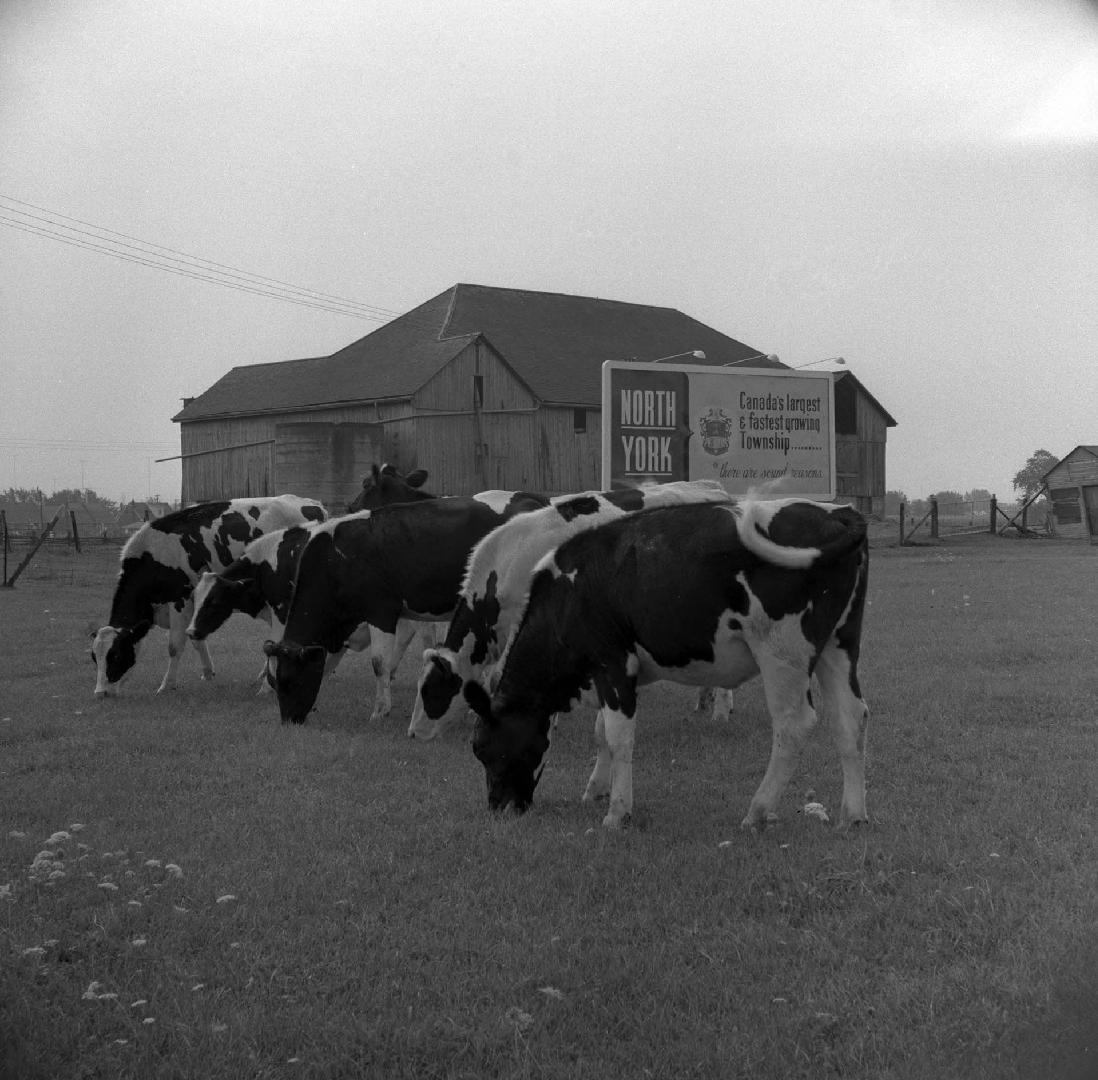 Barn and cattle, Yonge and Steeles