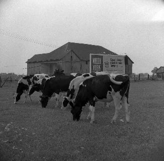 Barn and cattle, Yonge and Steeles