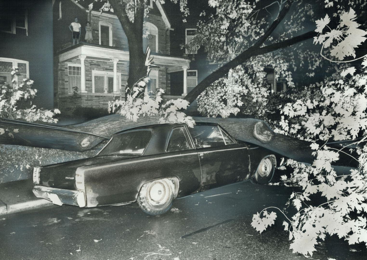 Toppled by winds, a tree on Cowan Ave