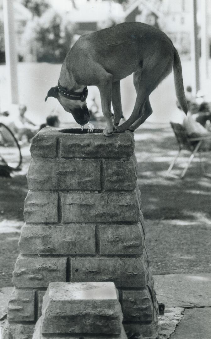 Climbing canine, A really hot dog will do just about anything for drink, even if the water's over his head