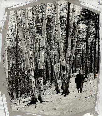 Silver birches are among the beauties of winter in the woods