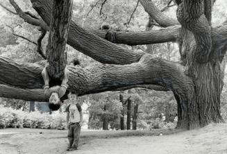 Social climbers