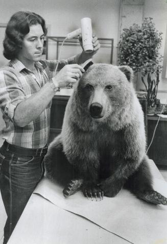 Too stuffed to move: This bear sits still for the perm and blow-dry treatment because he's a stuffed bear (the dead, not the overfed, kind)