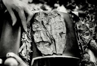 Machine may do the work of rolling the bunches for filling a Correnti Redencion cigar