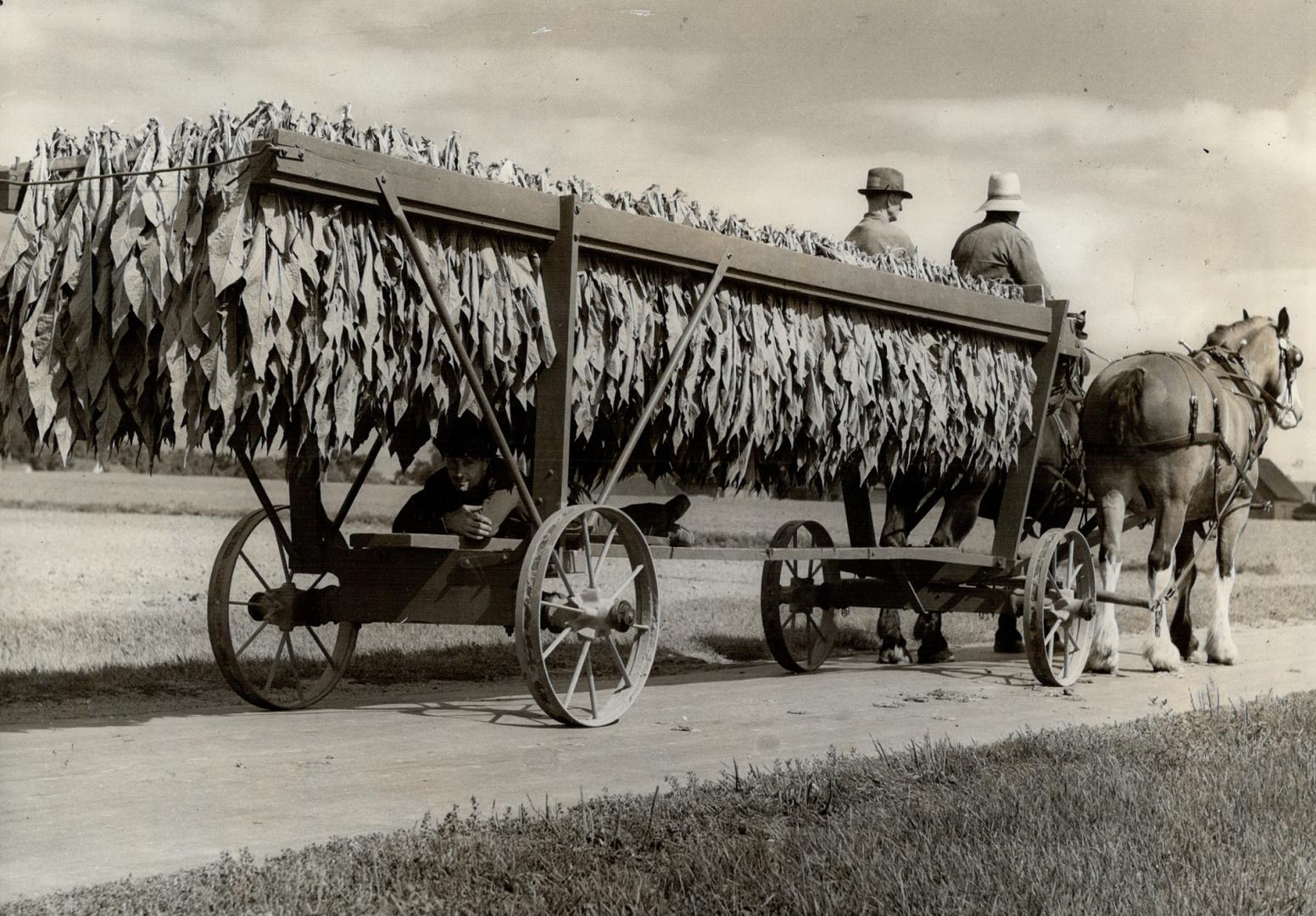 Right, the tobacco, in harvest time, on racks like these goes for curing