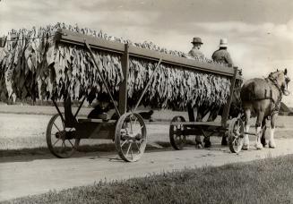 Right, the tobacco, in harvest time, on racks like these goes for curing