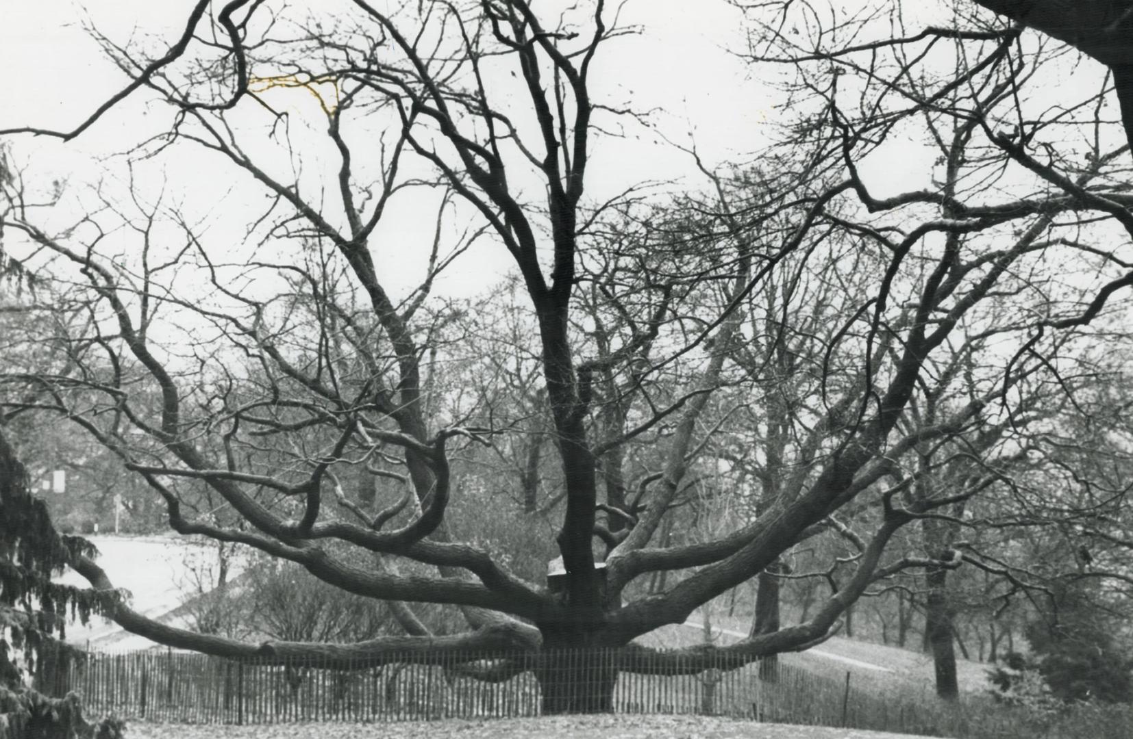 Octopus Tree, High Park's 225-year-old oak tree was being cut down today, the victim of old age and many lightning strikes