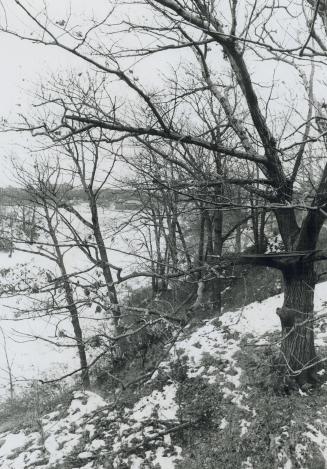 Trees in Cedarville ravine were spared by city experts looking for new subway line