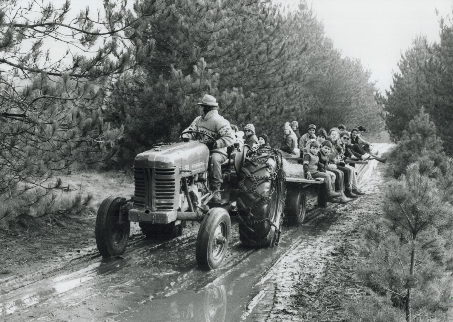 Everybody still on?, A tractor pulls a flatbed full of parents and children on their way to chop down a tree at Horton Tree Farms yesterday