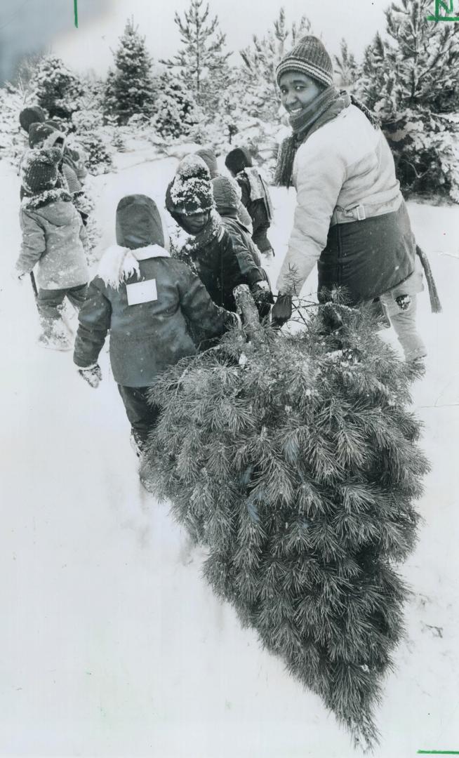 Down on the farm: Cutting the family Christmas tree provides fun and exercise for the family, but after it's in the home, it can become a potential safety hazard unless proper precautions are taken