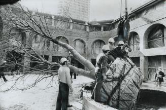 Transplanting a tree is a tough job in any circumstance-but it's a lot harder when the tree is a delicate, 40-foot-high Schwedlerei maple from norther(...)