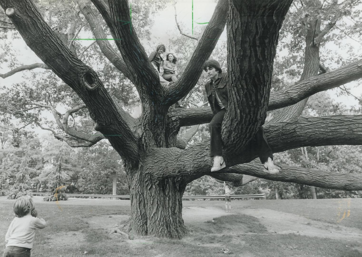 Trees are nice: Not only birds nest in them - young lovers, too