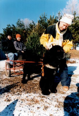 Terry Sladden & Yukari Nigata & Takako Hasebe, Drysdale Tree Farm