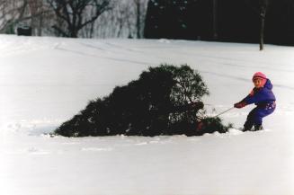 Trees - Christmas Trees