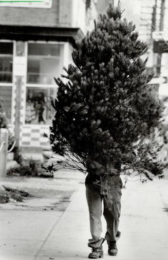 Real thing: This buyer prefers a natural Christmas tree over an artificial one