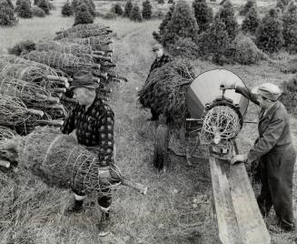 Christmas trees are already being harvested though there still is 1 month and 25 days before Dec