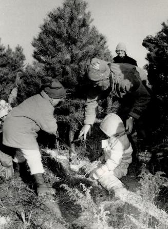 Timber!: Tara Gauthier, 5, left, puts blade to trunk as Brian McGee, 4, and Keith Horton of Horton Tree Farm help out during Wexford Public School students' outing to cut their own