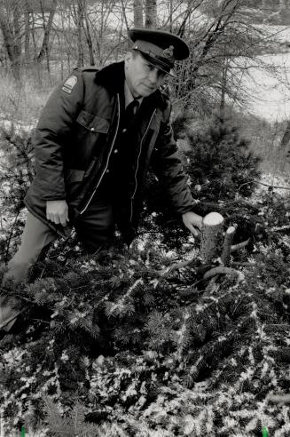 Stumped: Dennis MacKay, supervisor of enforcement, safety and security for the conservation authority, finds stump left by a tree thief at Black Creek Pioneer Village