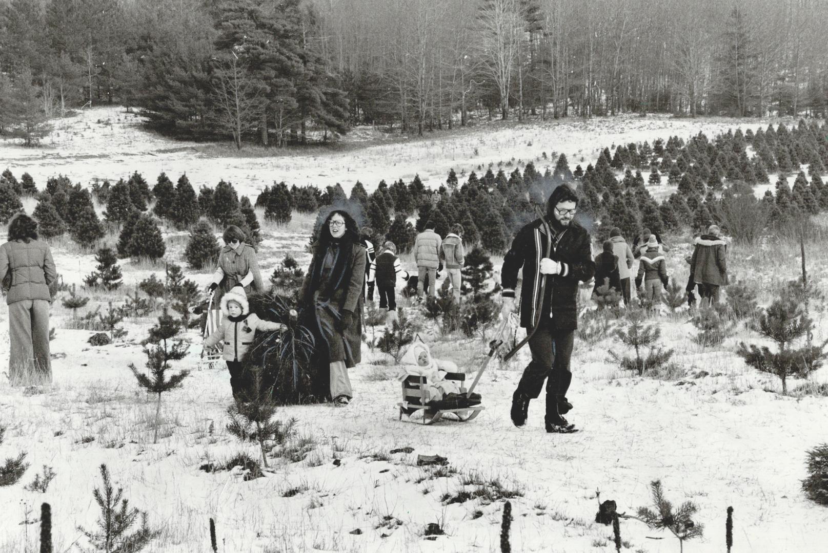 Like thousands from Metro, Wayne and Janice Addison chose yesterday for a country outing --in their case north of Pickering -- to choose a Christmas tree