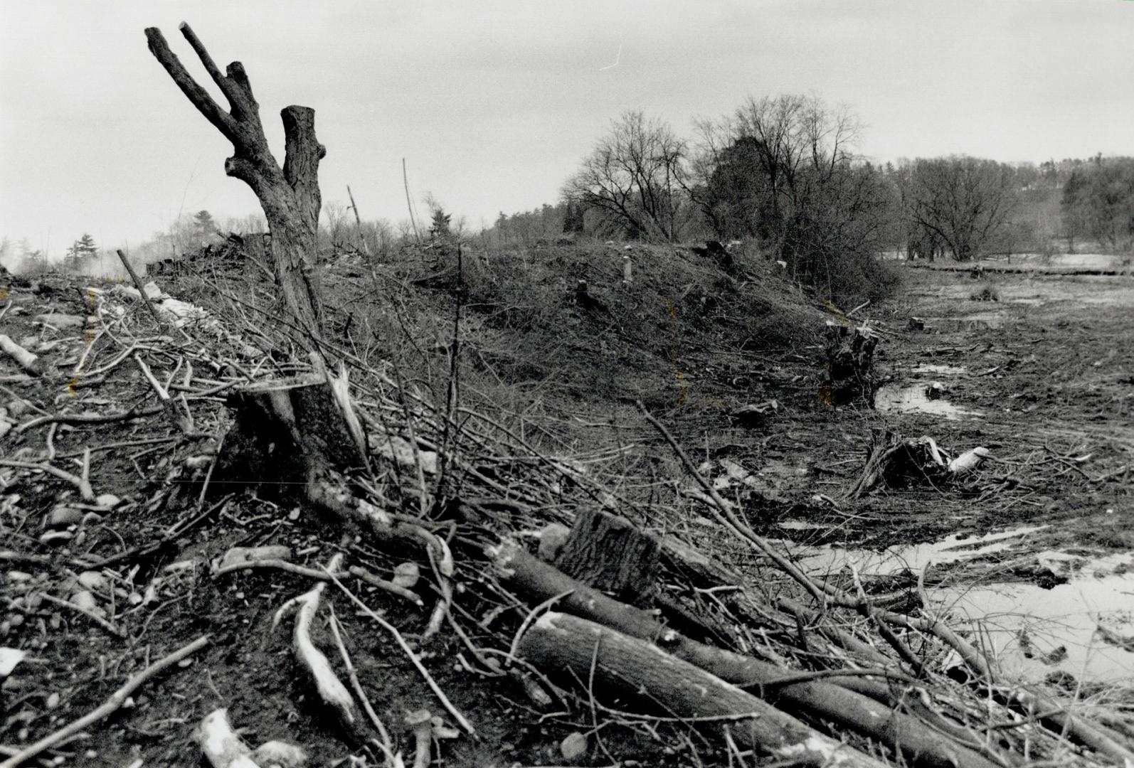 Clear-cut debris