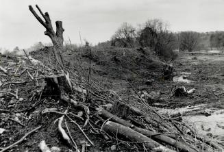 Clear-cut debris