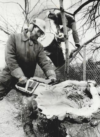 All part of the job: Arborists Dale Kirby, left, and Leroy Martinson lay their power saws into a diseased tree that had been blown down by a storm near Gibson House, North York