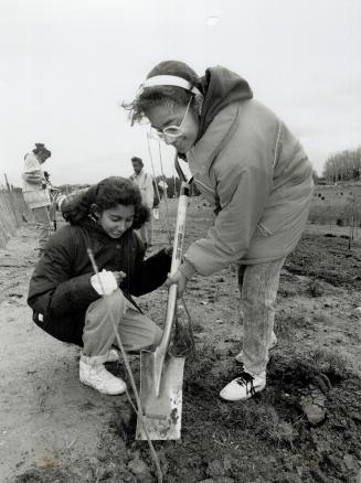 Working together: Mythily Sundaraiswaran, left, and Angie Chand, both 12, recently helped plant poplar trees as part of a project by by pupils of Mary Shadd Public School