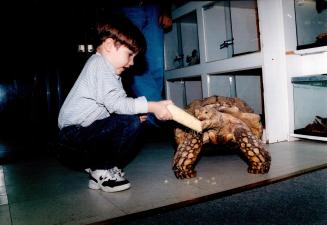 African Spur-thighed tortoise