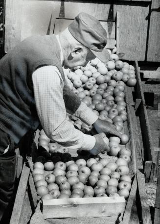 The Crisp apples of fall, Apples - crisp, juicy and just right for Hallowe'en games - come tumbling along a trough as Joseph Weissbarth sorts them for(...)