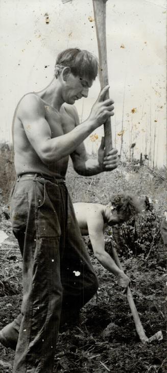 A couple of husky young Germans go to work on some tough stumps back in the bush