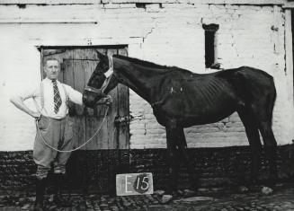 30-years old British war horse rescued in Belgium [Incomplete]