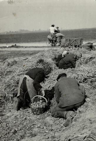 This is plain looting of a farm cache of potatoes by city dwellers who have pushed their small carts out into the country to see what they can discove(...)