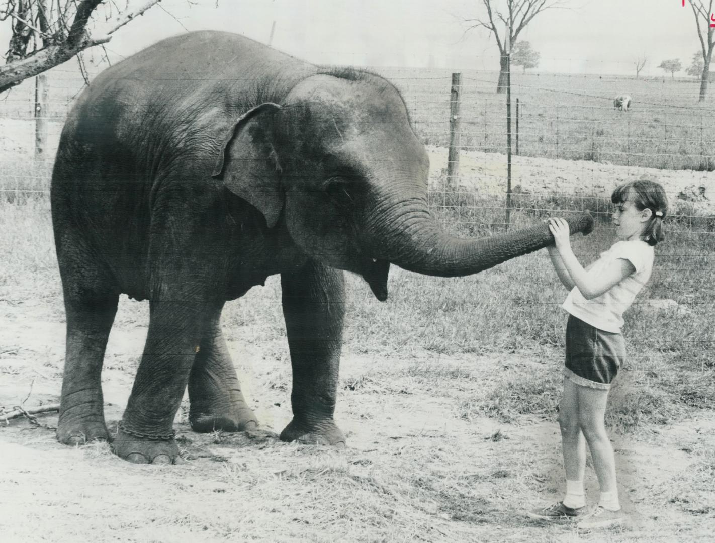 Now, where did all those peanuts go?, Nine-year-old Karen Hatchard feeds the newly acquired elephant at Mississauga's Jungle Park Zoo. An Ontario Muni(...)