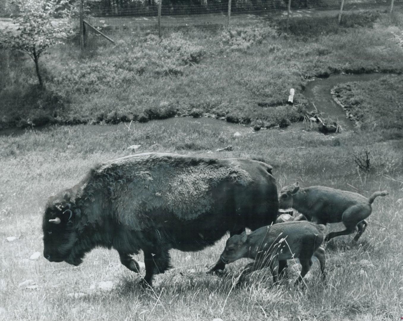 Home on the range - in this case Rattle-snake Conservation area in Halton county - these buffalo appear to be thriving far from their native rangeland(...)