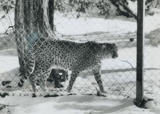 Nature's fastest animal, the cheetah, is one of 900 animals, birds and reptiles on display at the Ontario Zoological and Botanical Park, Wasaga Beach.(...)