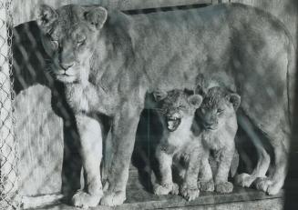 This lion family at Wasaga Beach appears to be content despite spending the winter months outdoors, though one of the cubs seems to be offering some o(...)