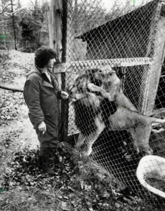 Zoo's pride: Employee Scott Deverill checks some of his charges, three lions which must be sold, along with about 300 other exotic animals and their home, the Wasaga Beach Zoo