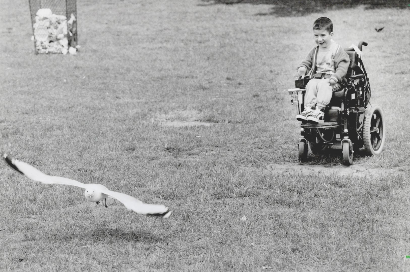 Wings make way for wheels. Six-year-old Jeffery Allan smiles as he gives a seagull a spirited chase with his motorized wheelchair at Bluffers Park in (...)