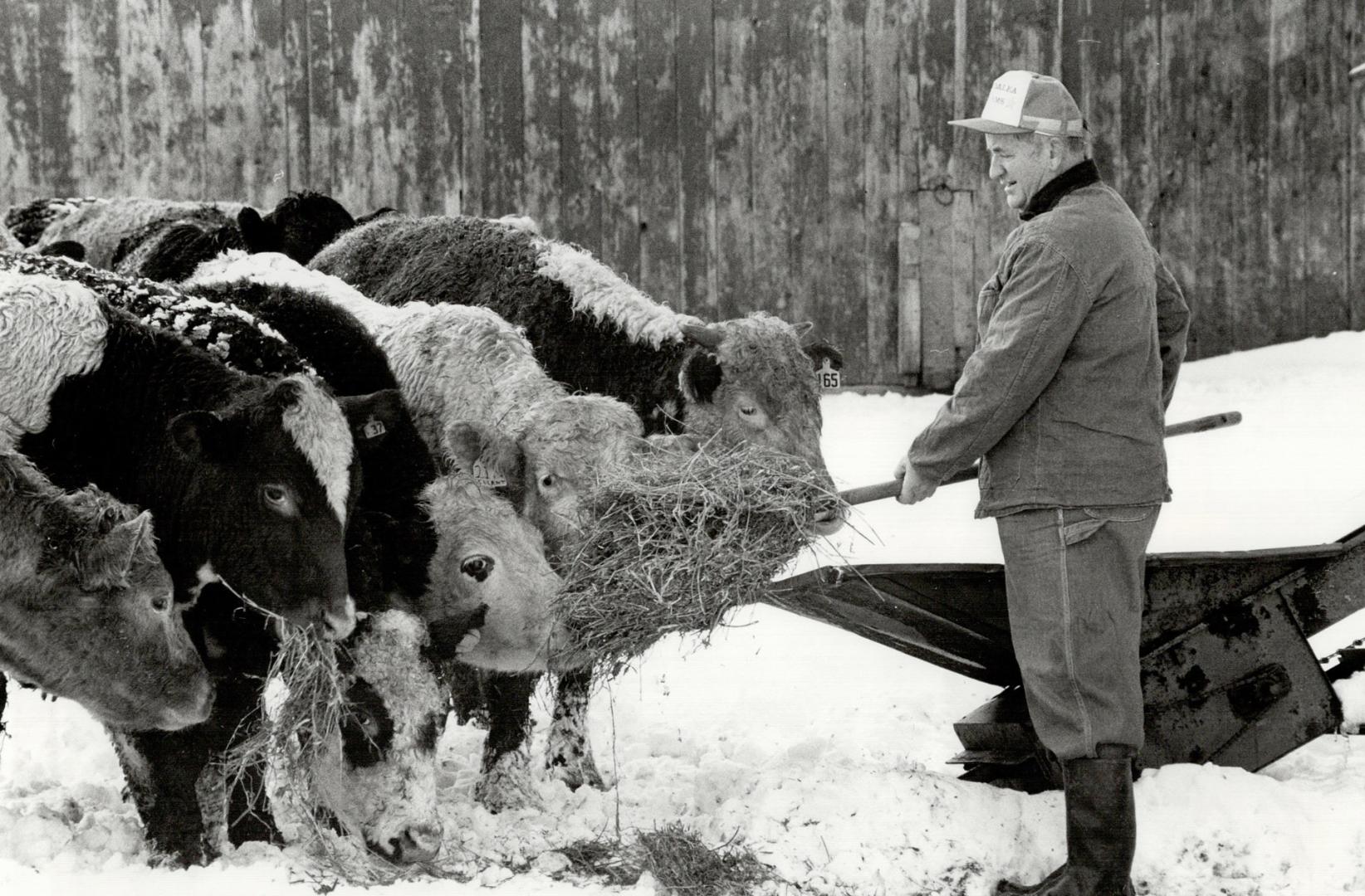 Like his grandfather, Brampton's Bill Brander raises cattle and grows grain on family acres, ignoring factories edging property