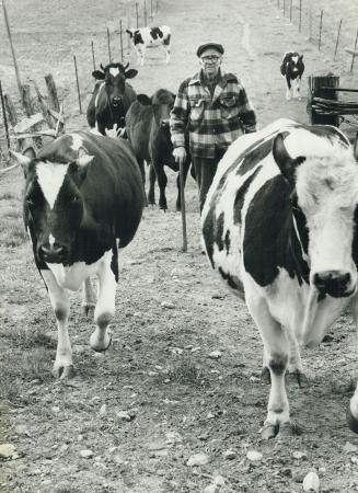 Out to pasture: Farmer Joe Rittenhouse may take his dozen cows out to pasture each day, but he's not about to let anyone do that to him