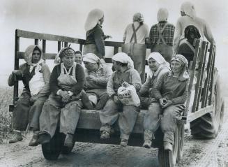 Toronto immigrant women being trucked to the fields, Queen's Park survey shows 42 per cent of farm workers get less than $1.60 an hour