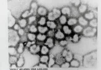 Flu Virus