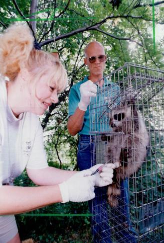 Susan Badnaruk gives rabies shots Joe De Basschene looks on