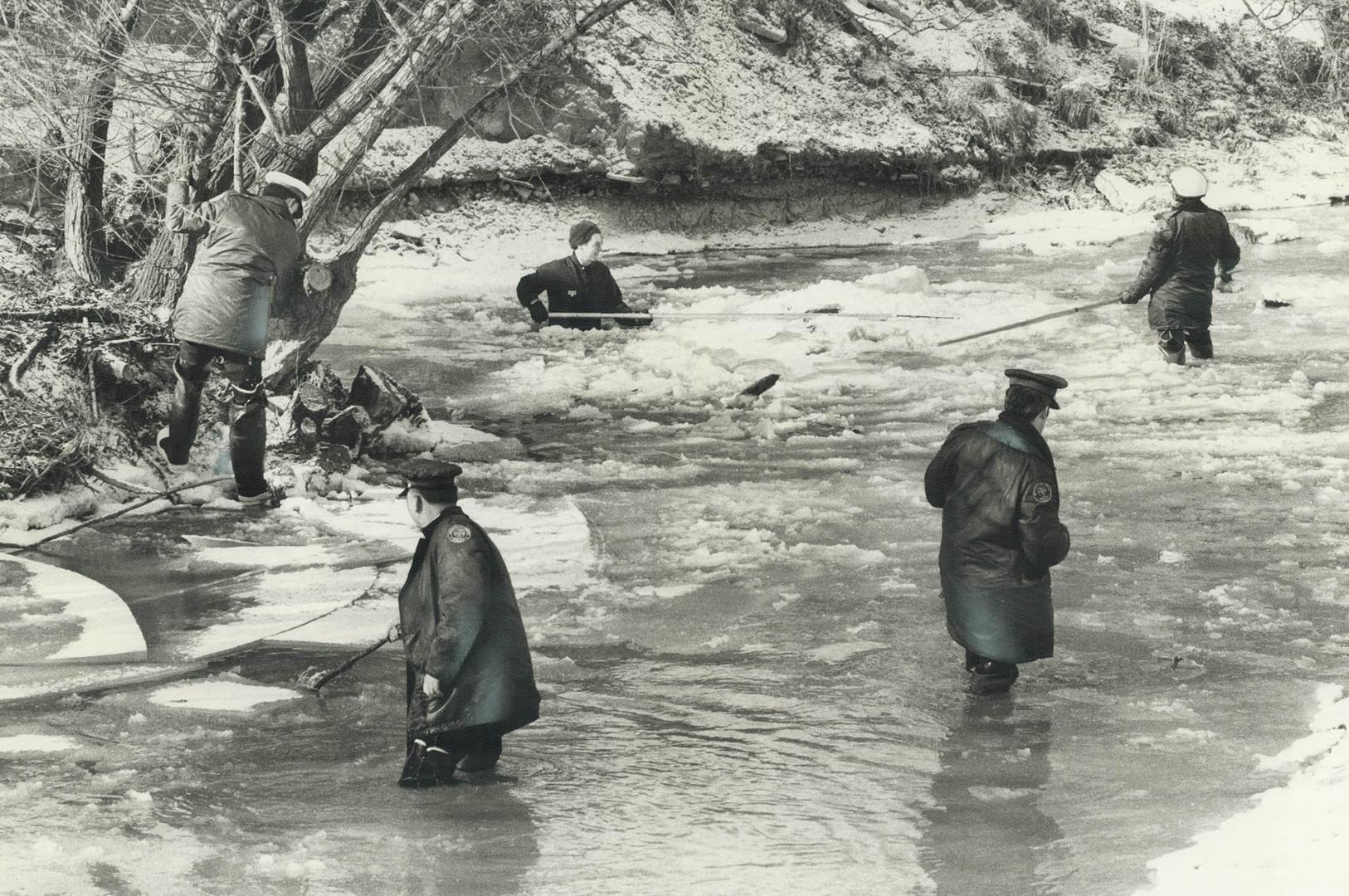 Wearing hip waders, a dozen policemen paced off the shallows of Mimico Creek today, behind the apartment building on Willowbridge Dr., Etobicoke, wher(...)