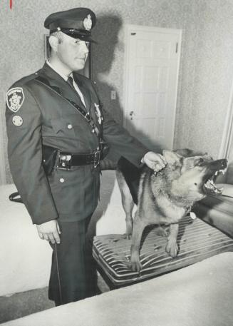 A special award was presented yesterday to Axel, an 85-pound German shepherd, and his handler, Constable John Martin of the Winnipeg police. When a ba(...)